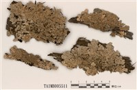 藏品(瓦氏緣毛梅衣)的圖片